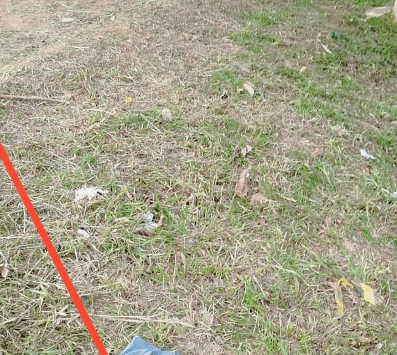 Polícia Civil prende jovem em flagrante transportando meio quilo de maconha tipo skank em Xapuri