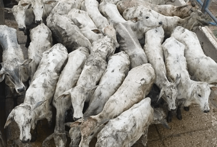 Polícia Civil prende homem por fraude fiscal e falsidade ideológica em operação conjunta com Sefaz e Idaf